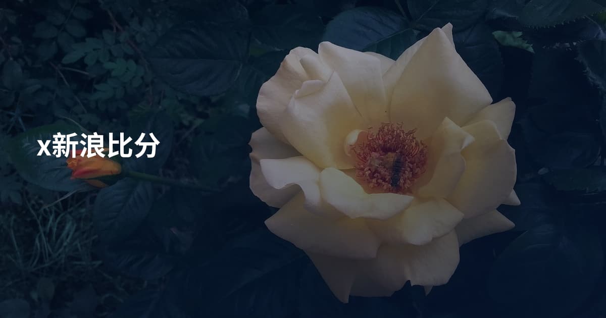 x新浪比分