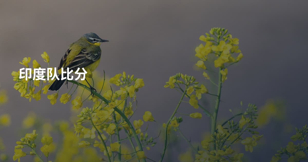 印度队比分