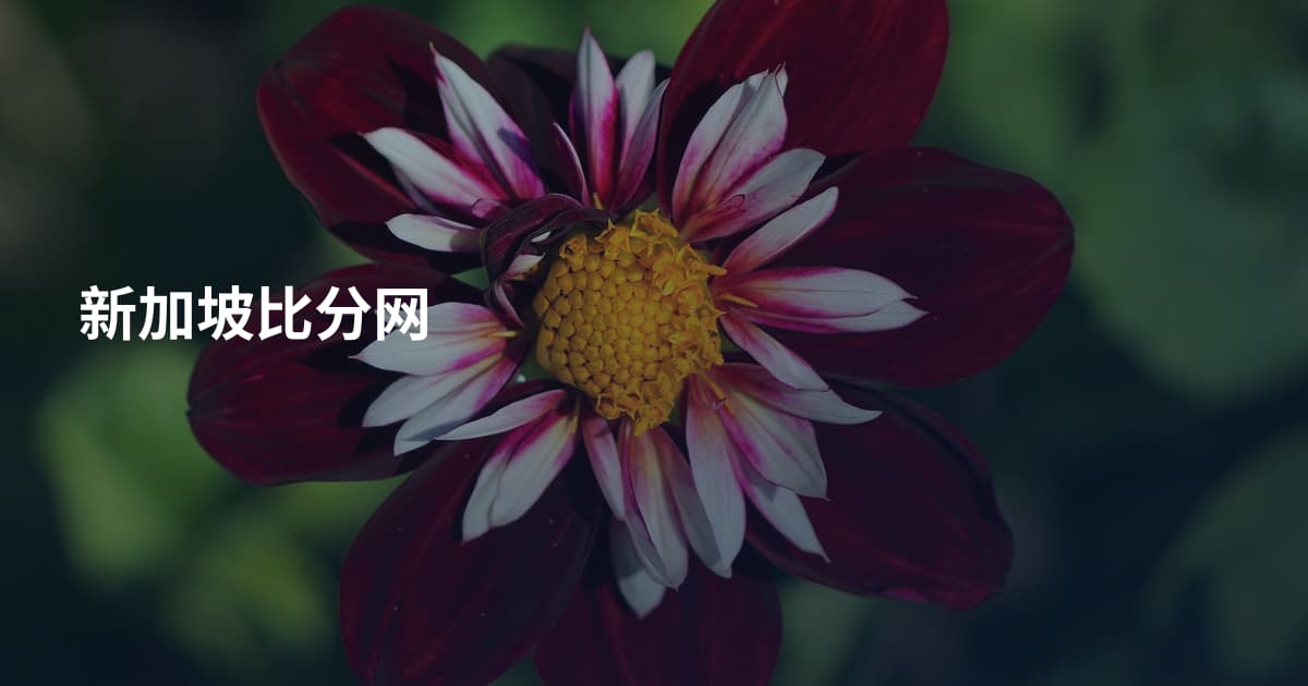 新加坡比分网