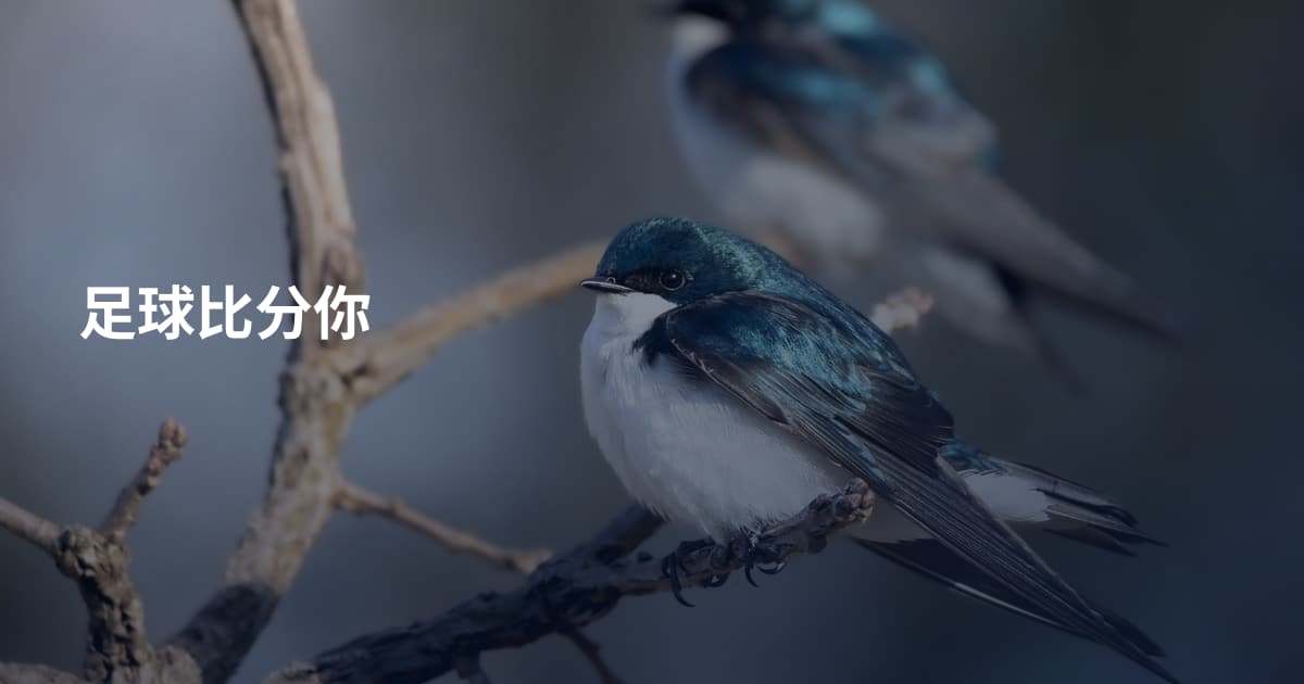 足球比分你