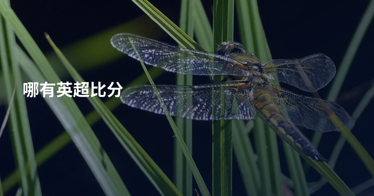 哪有英超比分