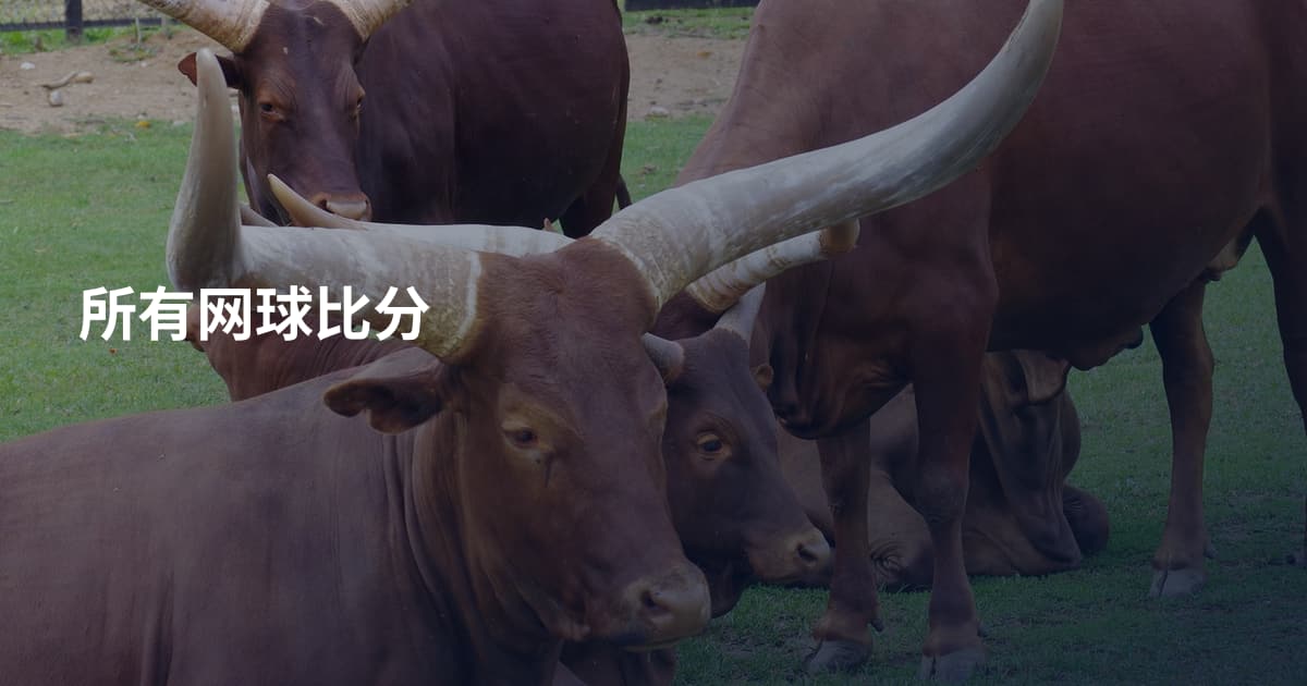 所有网球比分
