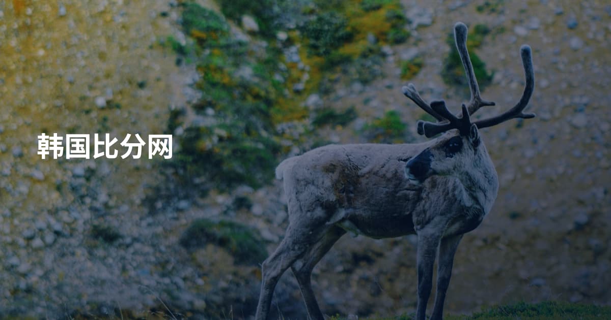 韩国比分网