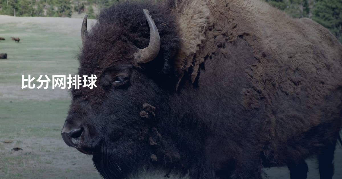 比分网排球