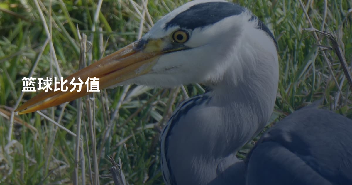 篮球比分值