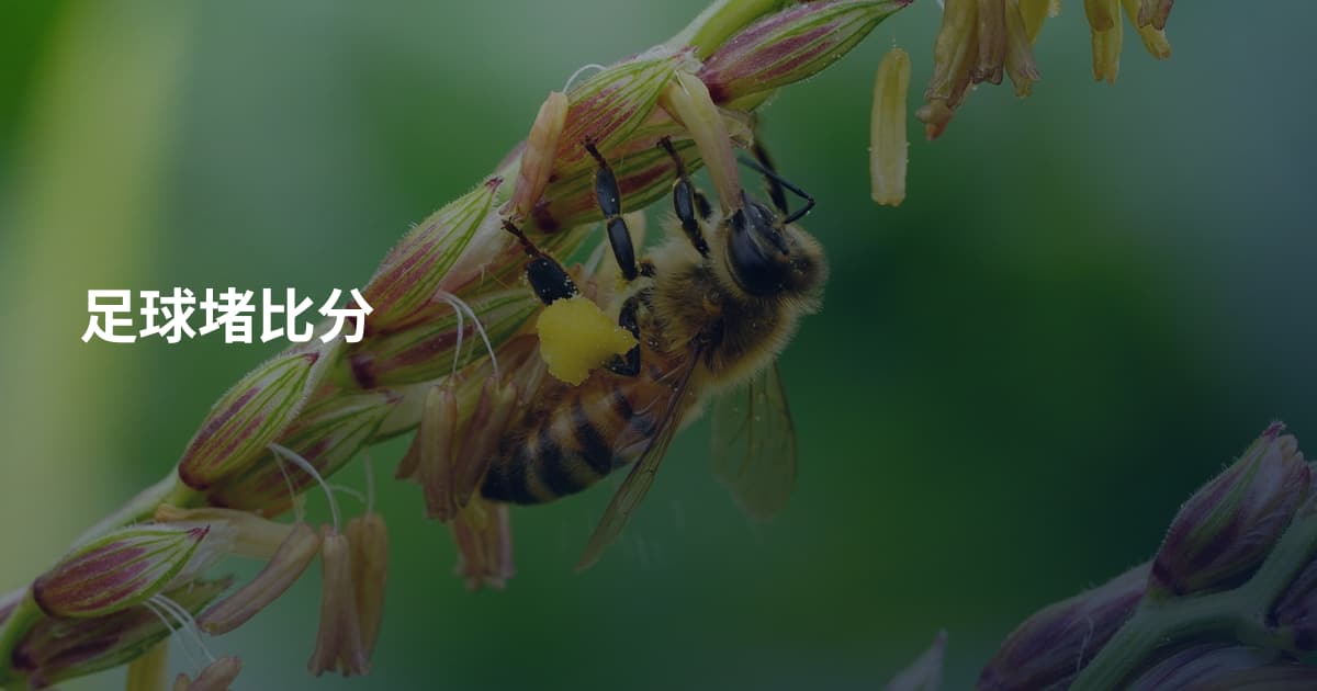 足球堵比分