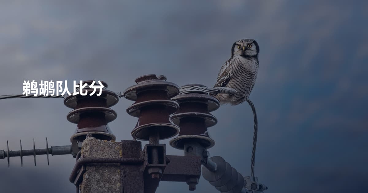 鹈鹕队比分