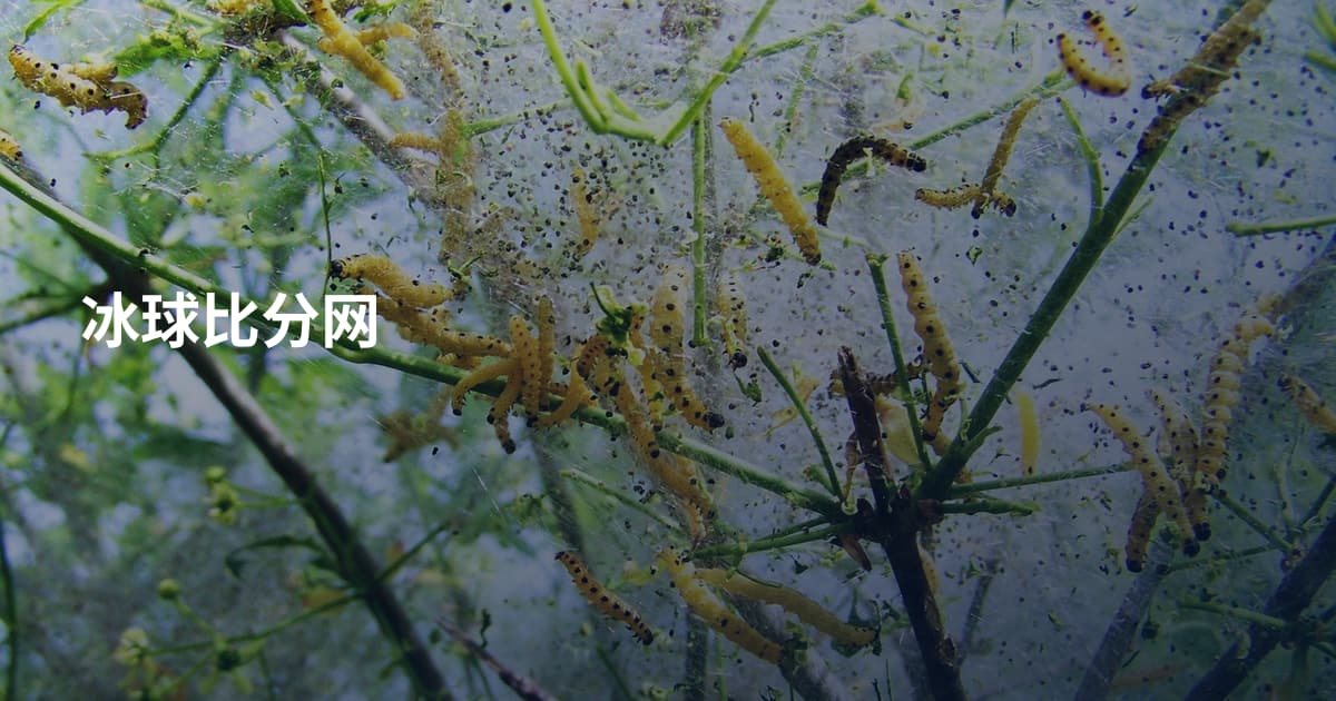 冰球比分网