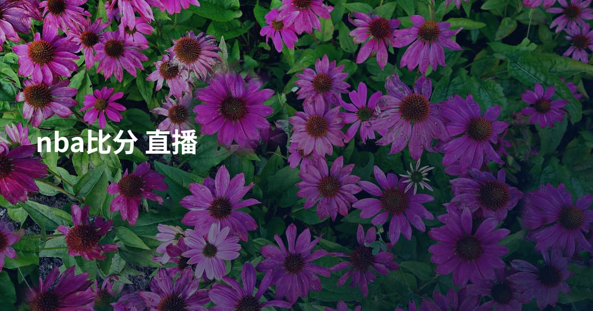 nba比分 直播