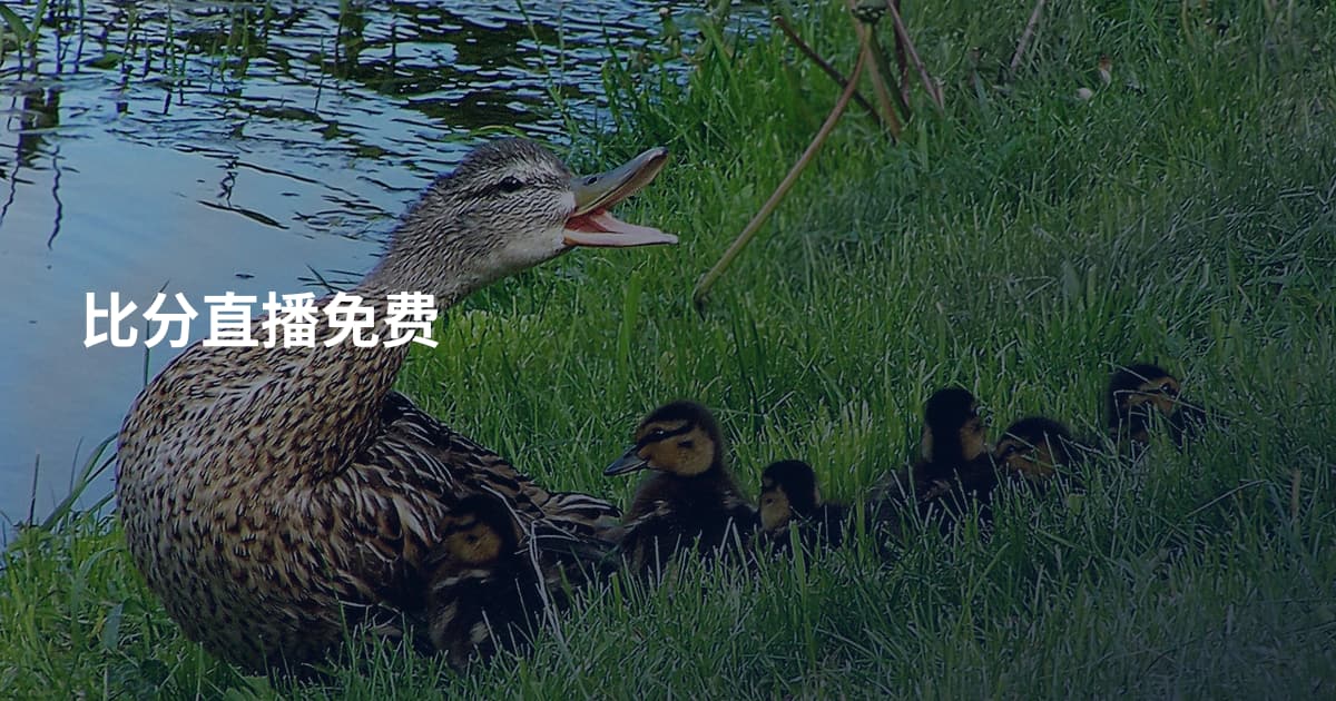 比分直播免费