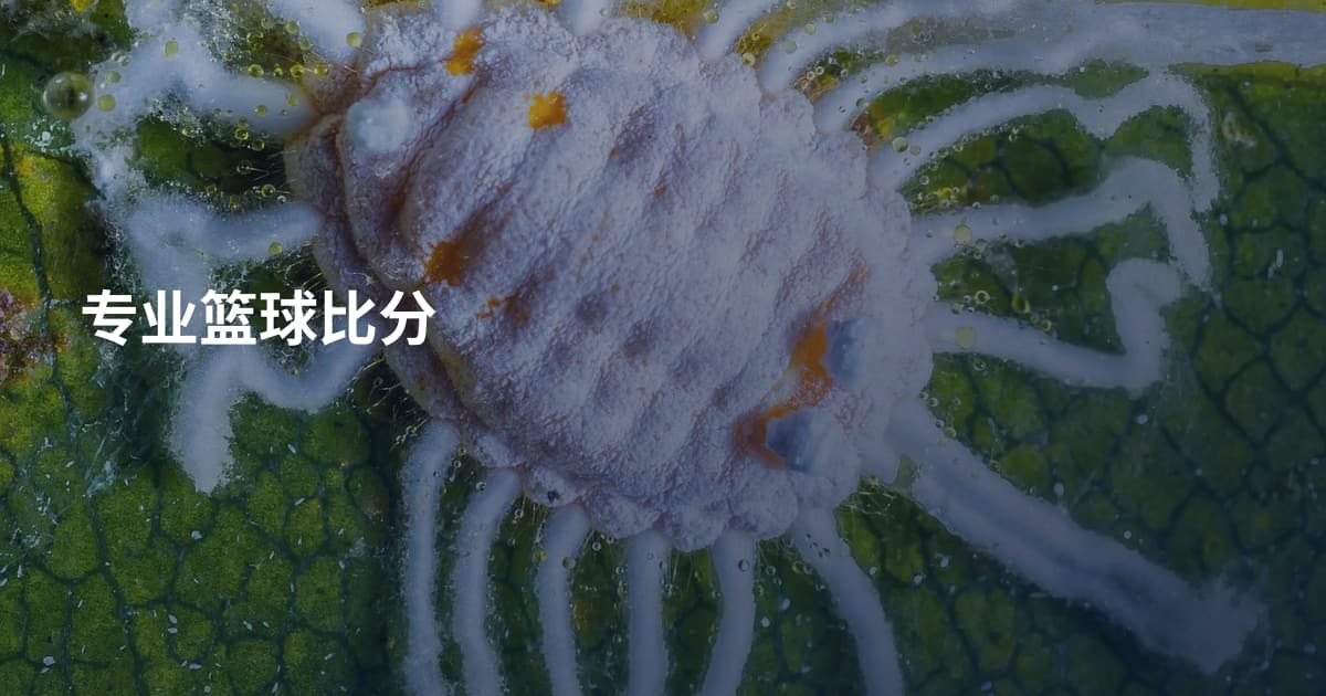专业篮球比分