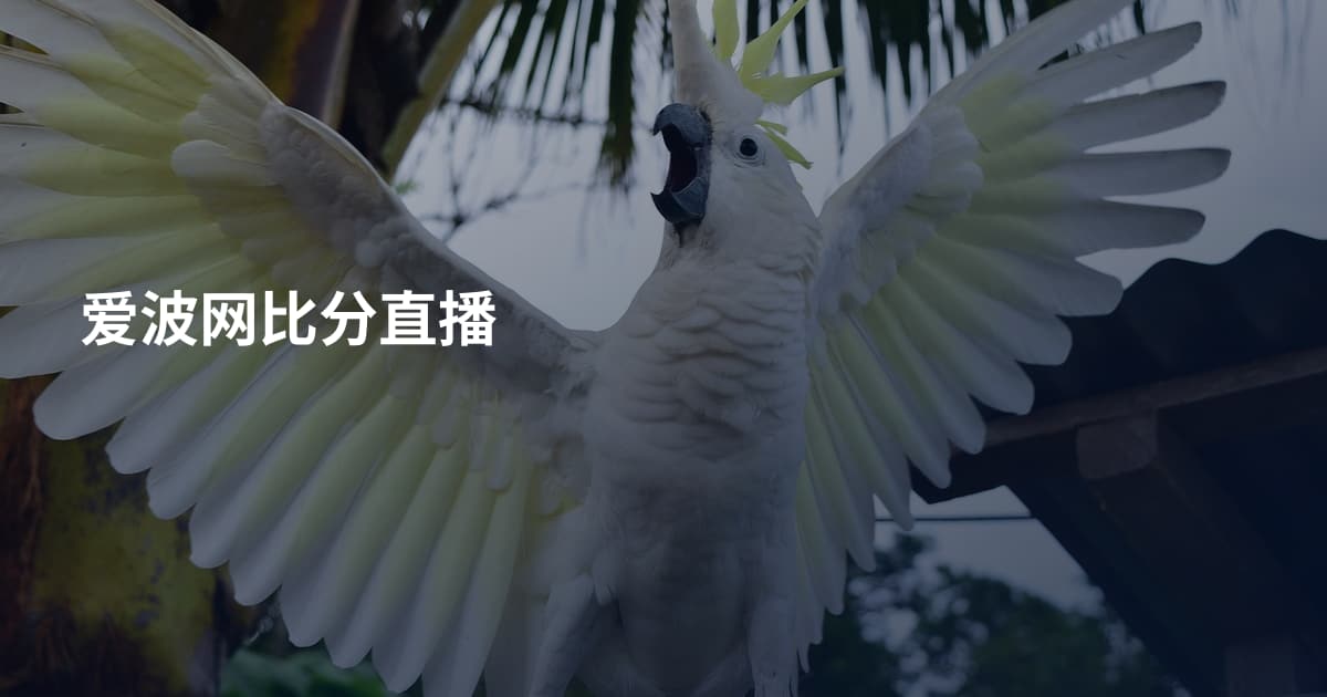 爱波网比分直播