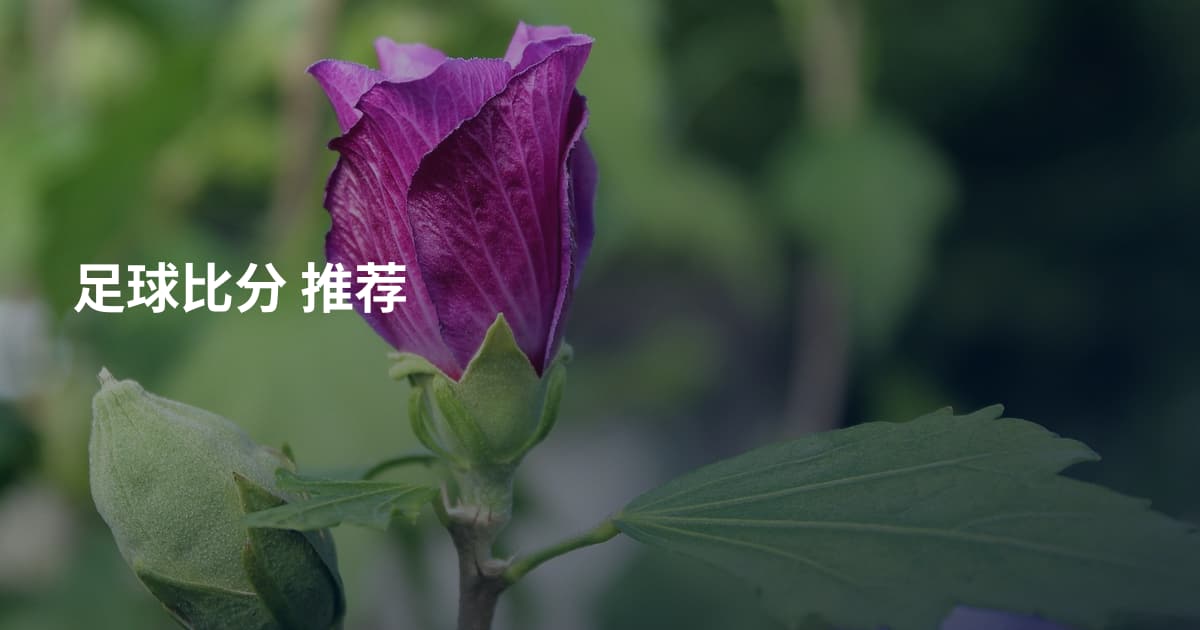 足球比分 推荐