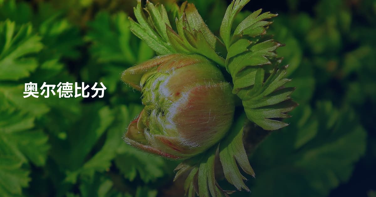 奥尔德比分