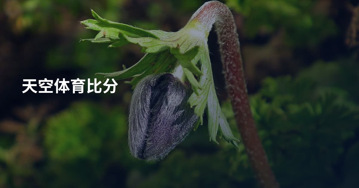 天空体育比分