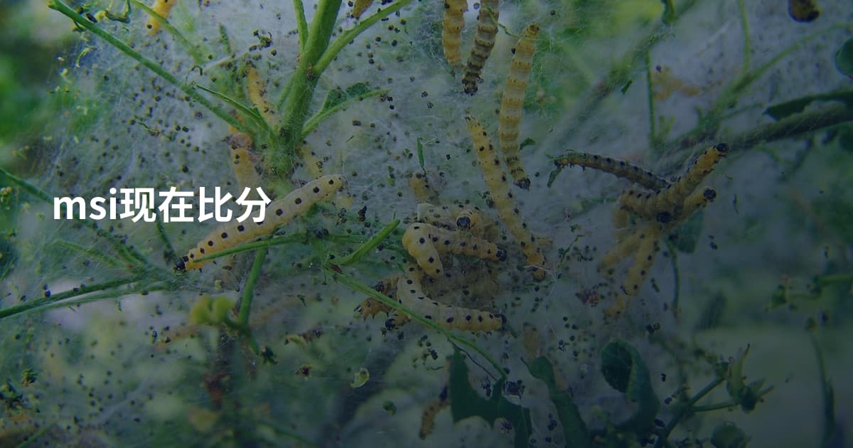 msi现在比分