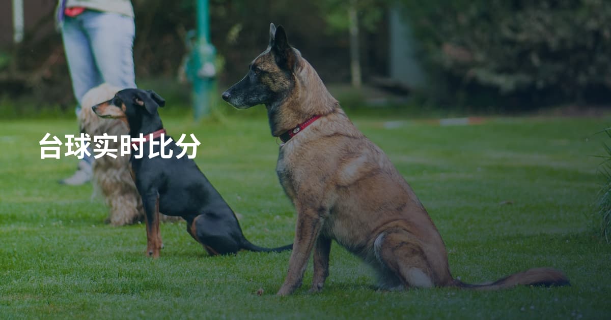 台球实时比分