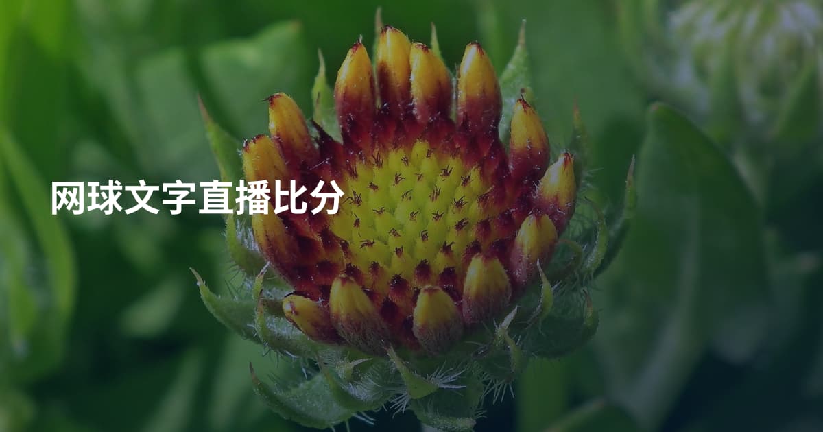 网球文字直播比分
