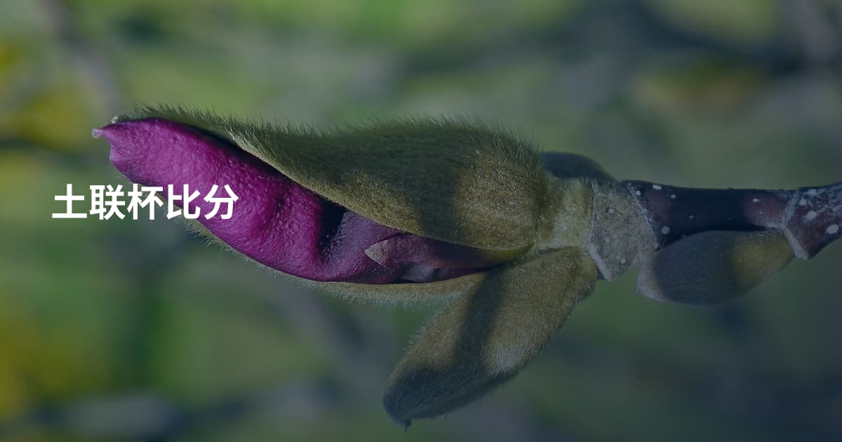 土联杯比分
