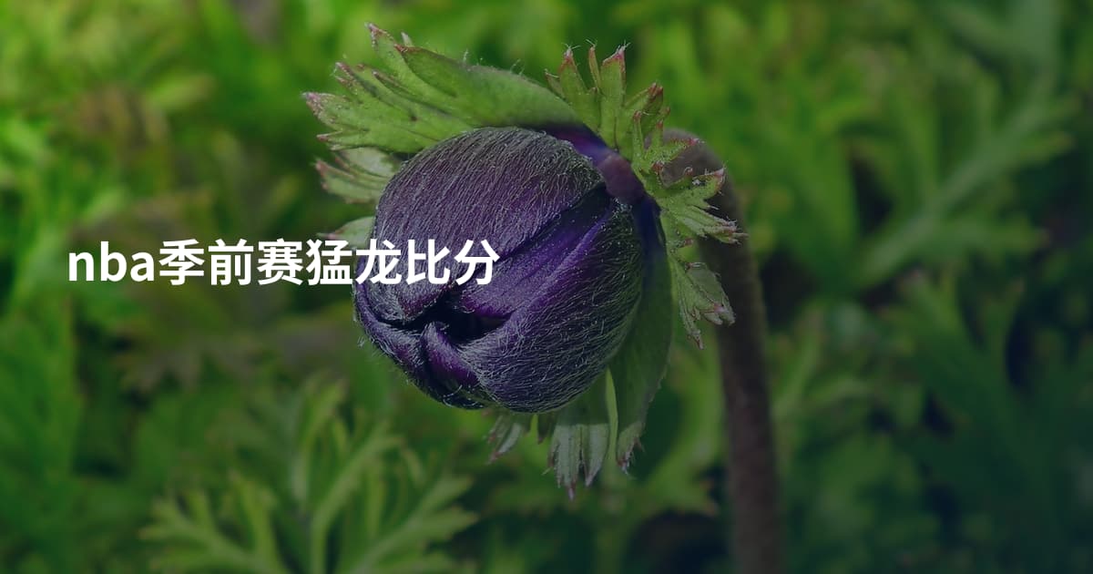 nba季前赛猛龙比分
