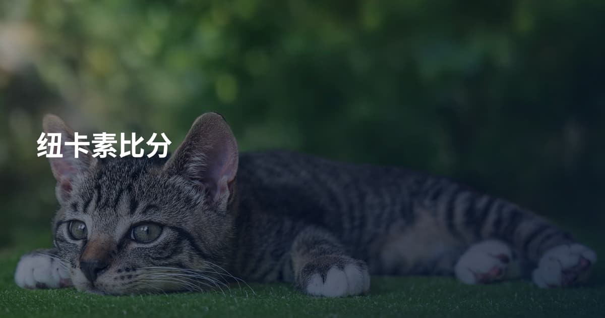 纽卡素比分