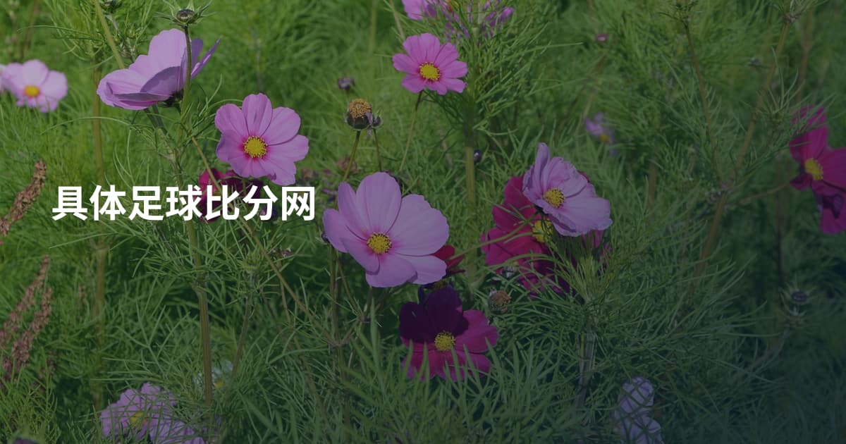 具体足球比分网