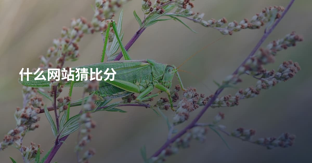 什么网站猜比分