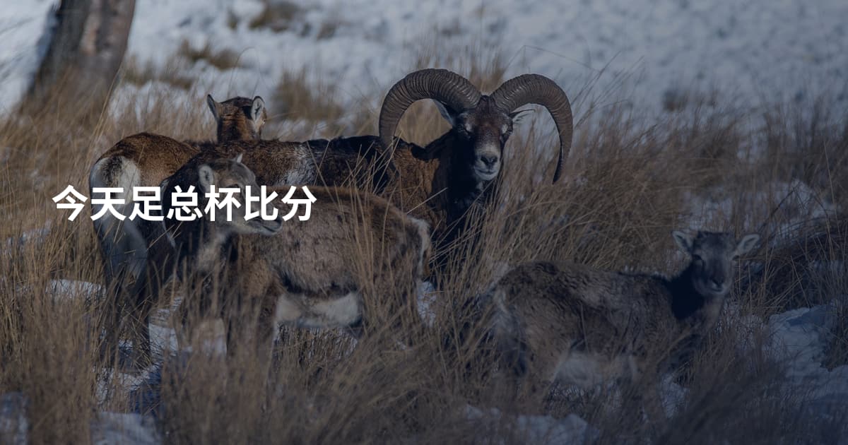 今天足总杯比分