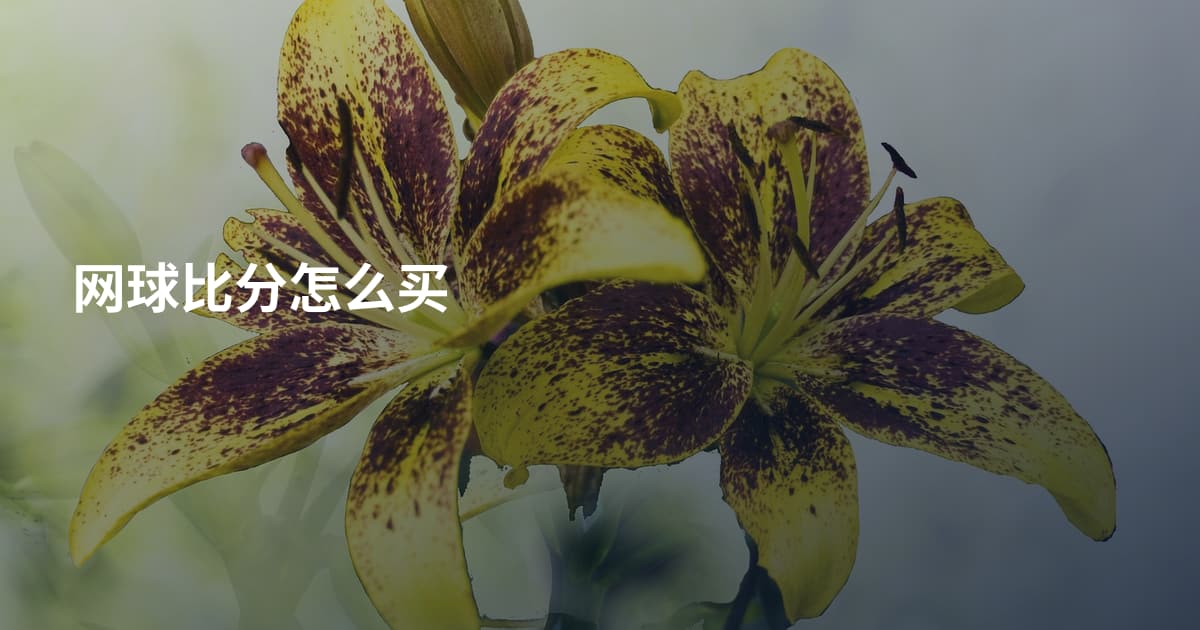 网球比分怎么买