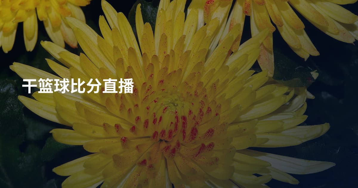 干篮球比分直播