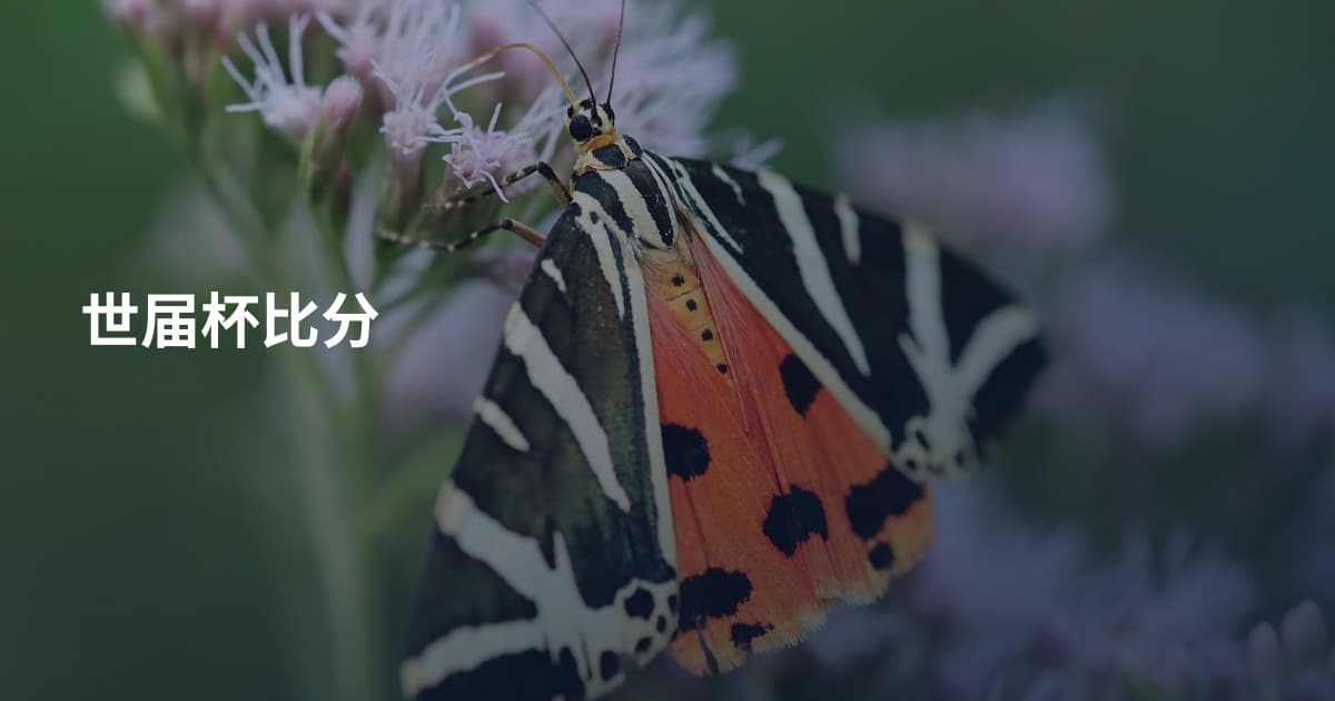 世届杯比分
