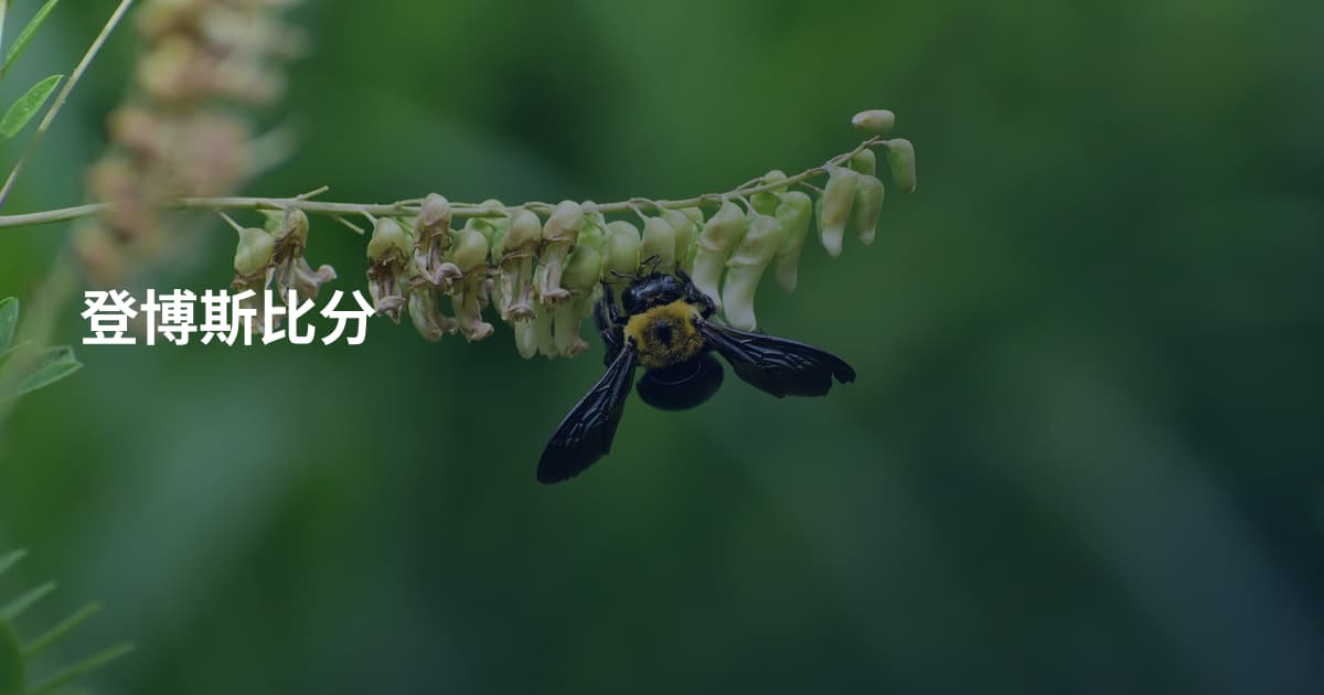 登博斯比分