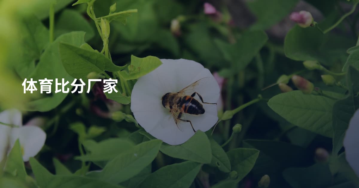体育比分厂家