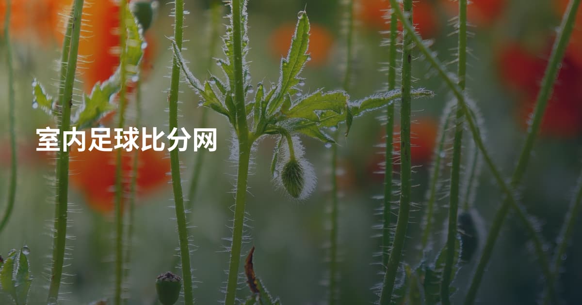 室内足球比分网