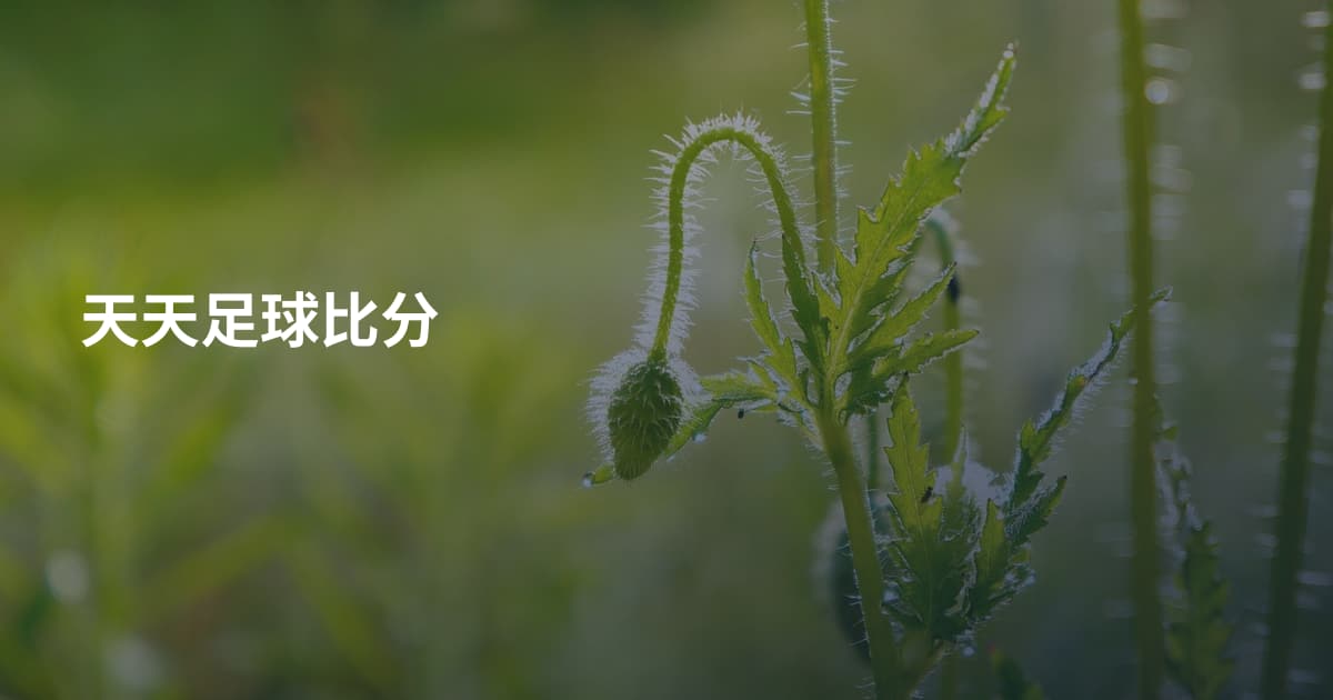 天天足球比分