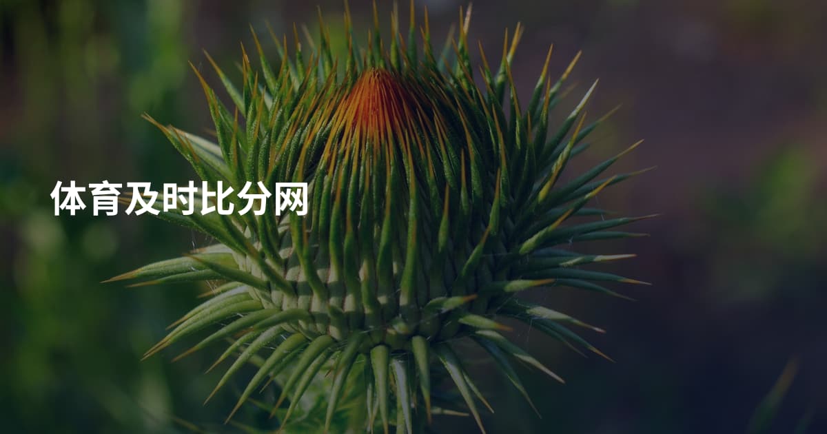 体育及时比分网