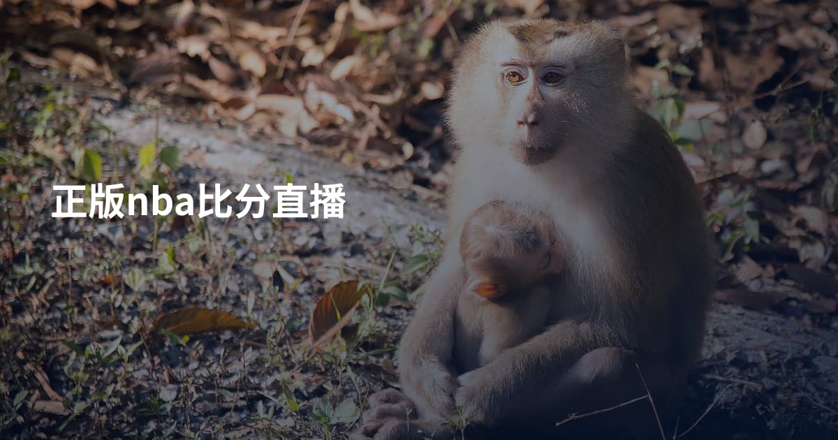 正版nba比分直播