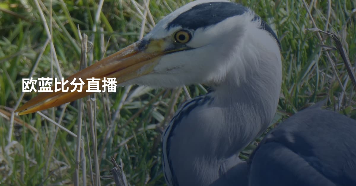 欧蓝比分直播
