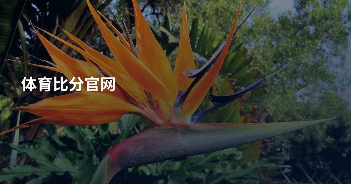 体育比分官网