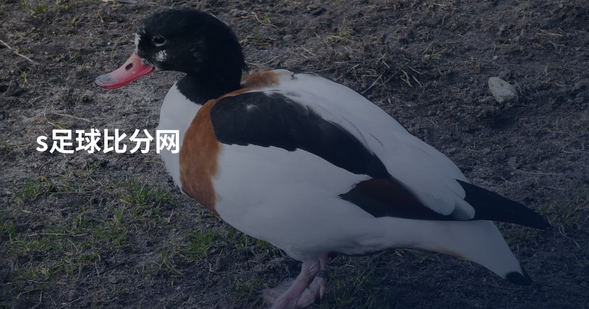 s足球比分网