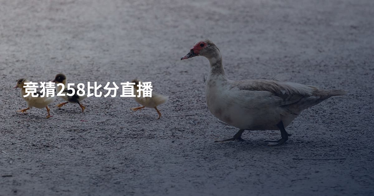 竞猜258比分直播