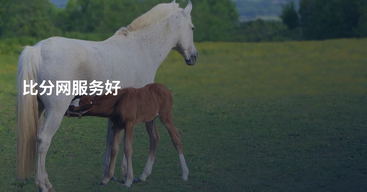 比分网服务好