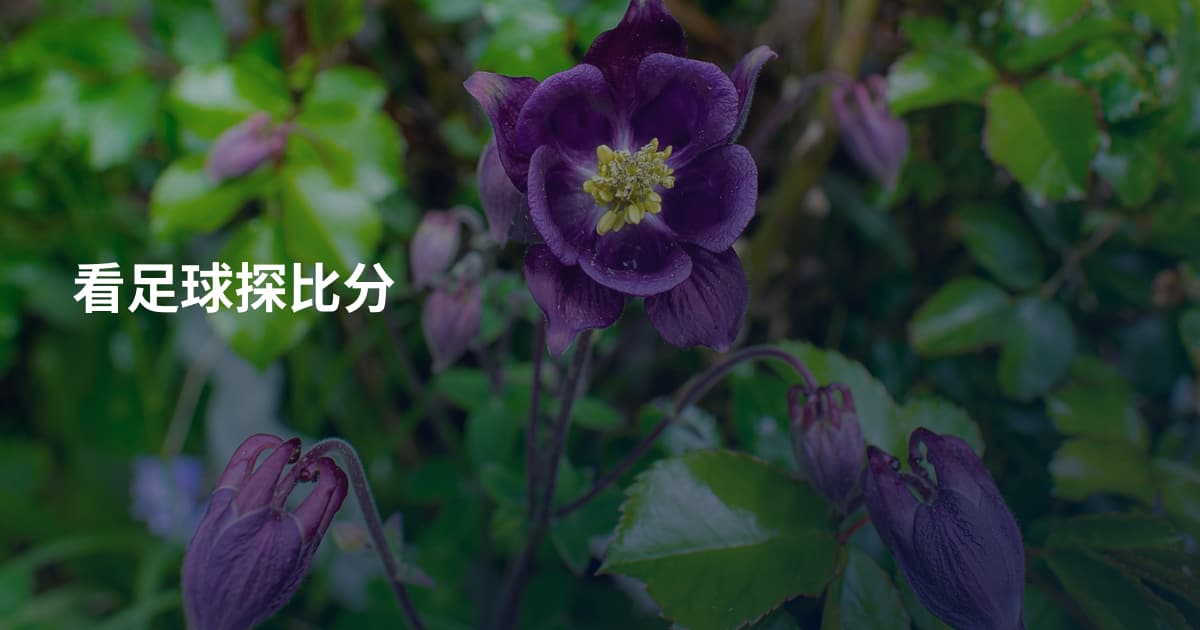 看足球探比分