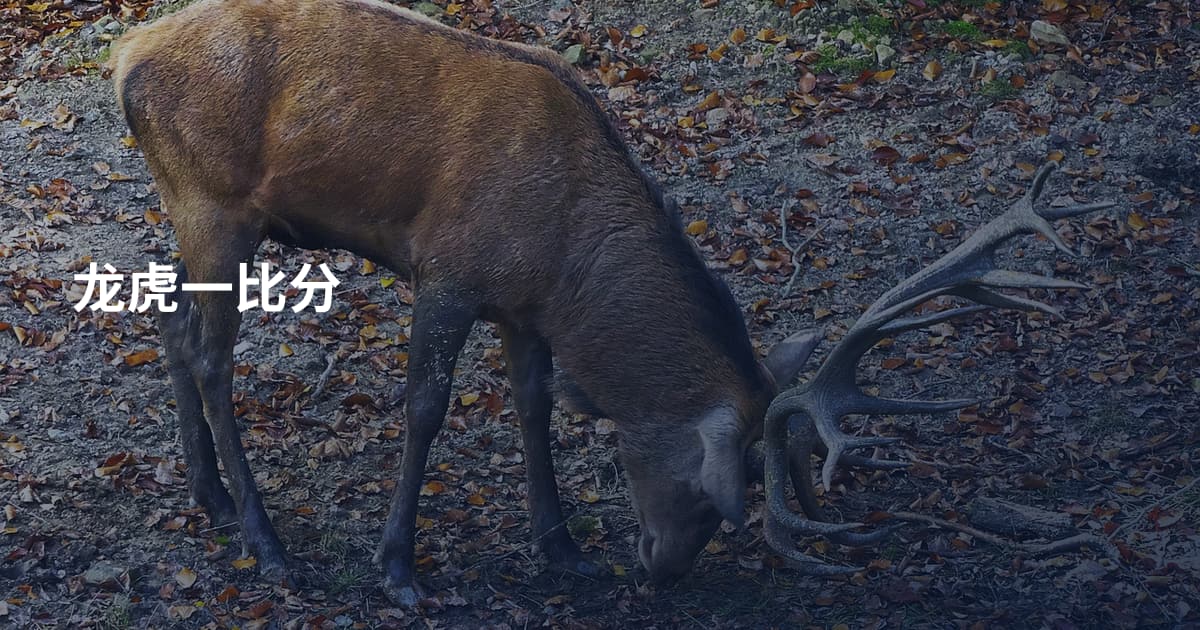 龙虎一比分