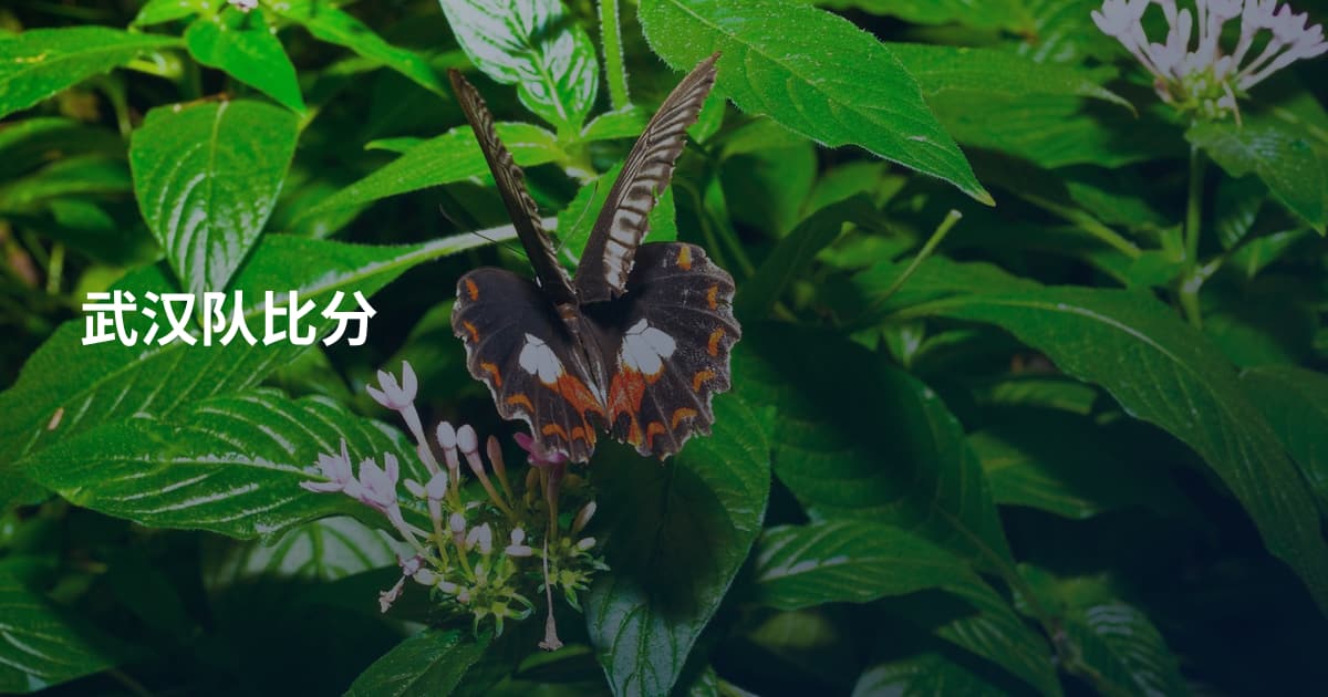 武汉队比分