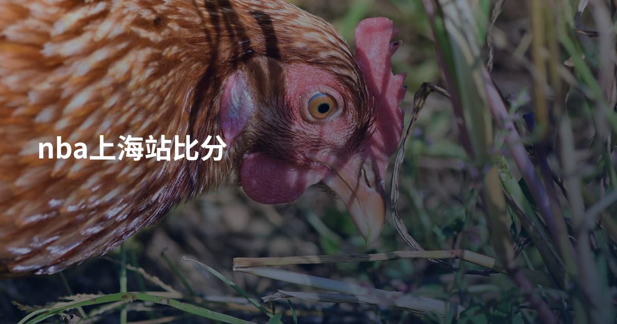nba上海站比分