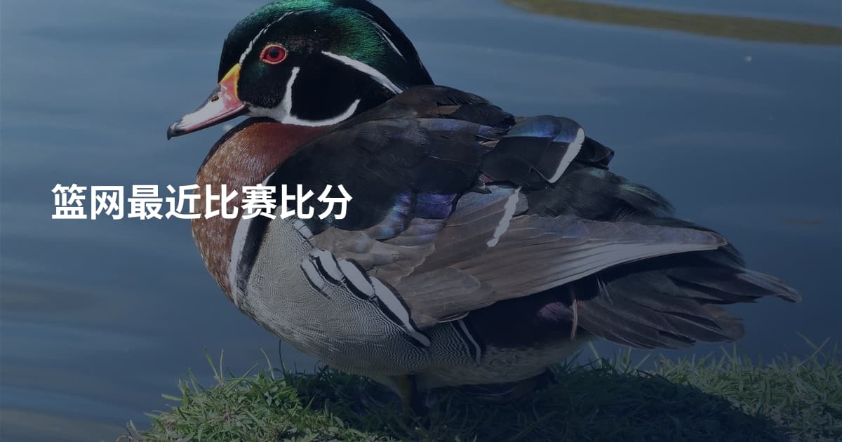 篮网最近比赛比分