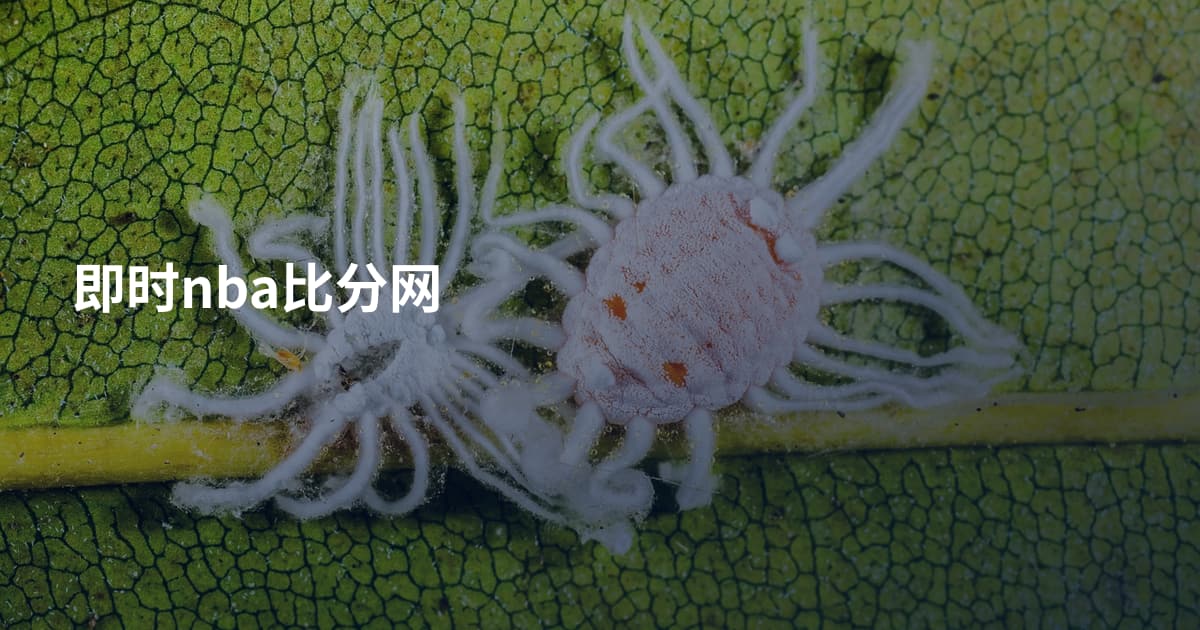 即时nba比分网