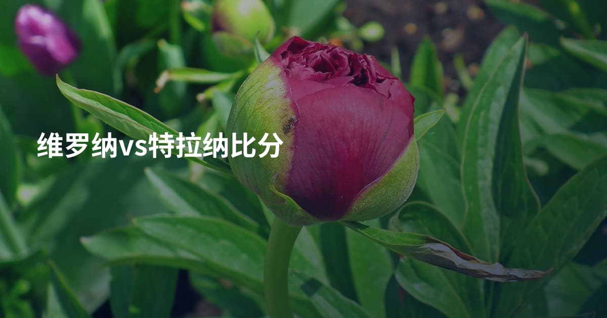 维罗纳vs特拉纳比分
