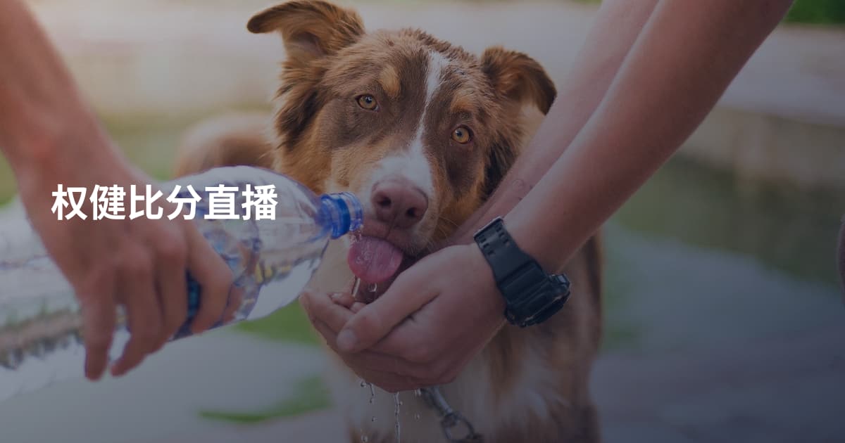 权健比分直播